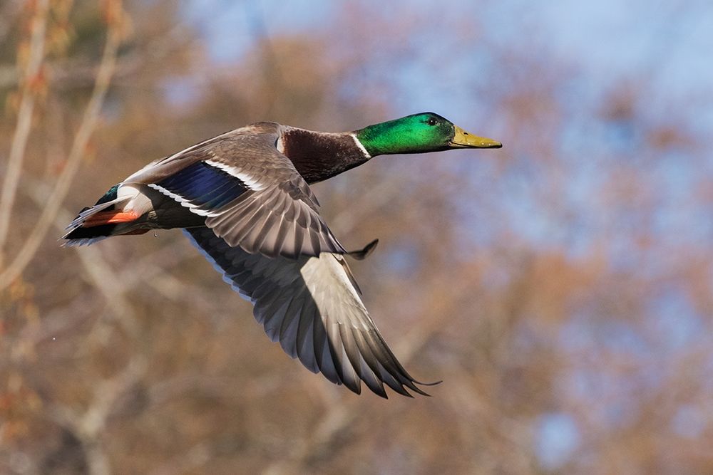 Autumn Mallard